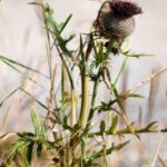 Altes Almhausrennen 2014_46
