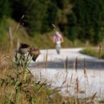 Altes Almhausrennen 2014_49